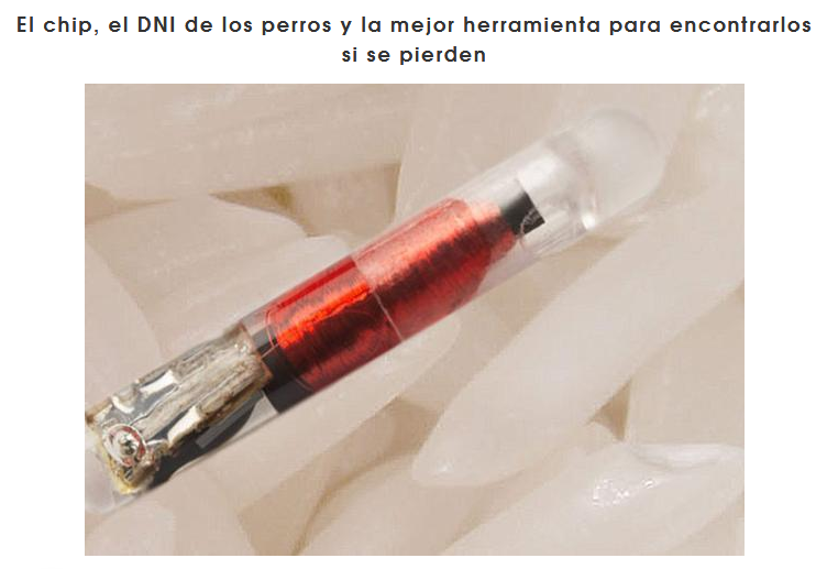 La marca de la bestia de Apocalipsis 13 y 14, posiblemente sea un chip veterinario. https://uncatolicoperplejo.com/la-marca-de-la-bestia-de-apocalipsis/